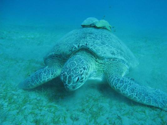 ��� �������