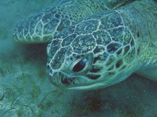 ���������� ��������