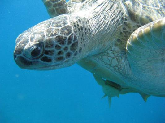 ������� �������