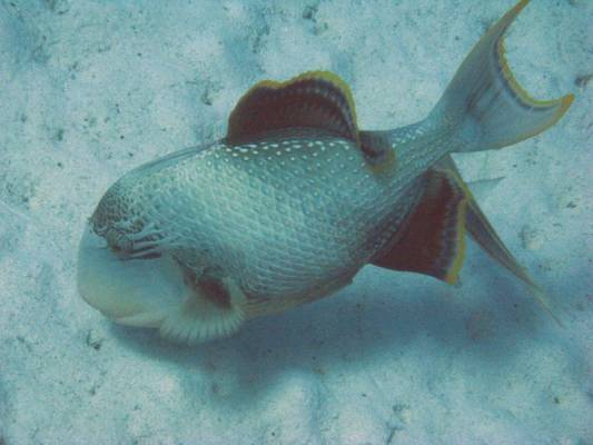 ����������� ������������� ���� ���