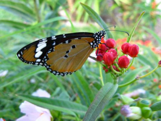 �������, �������