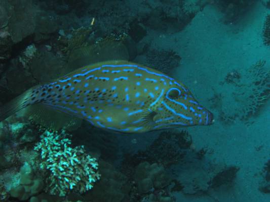 ��������� �����