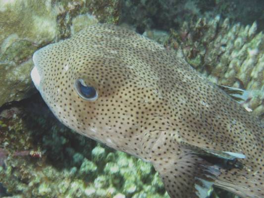 ����������� ����-��