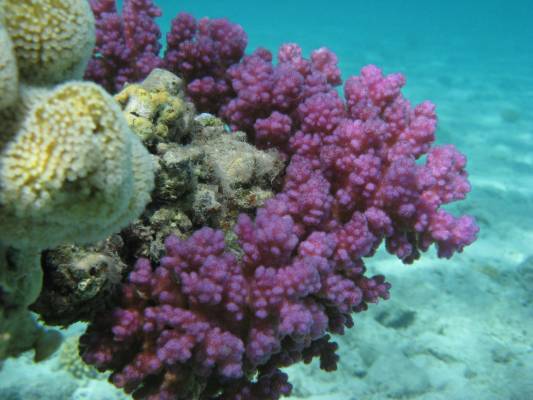 ������� �����