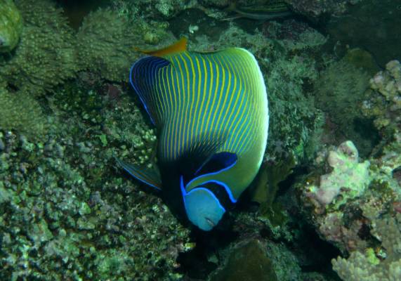 ������������� �����