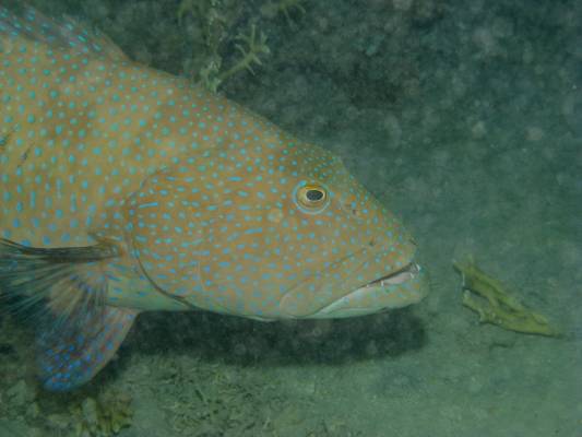 ���������� ������