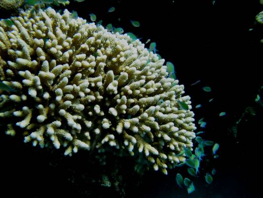 ������ �������