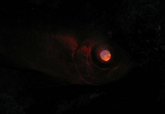 �� ����, ���� ���������-�������