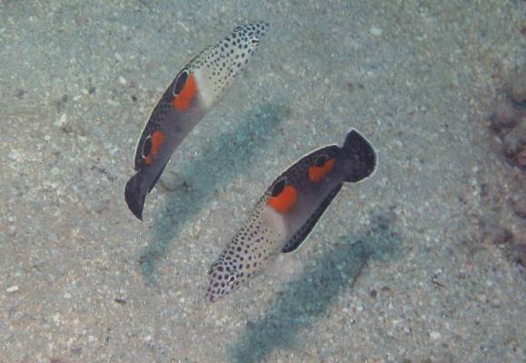 ������ ������-������