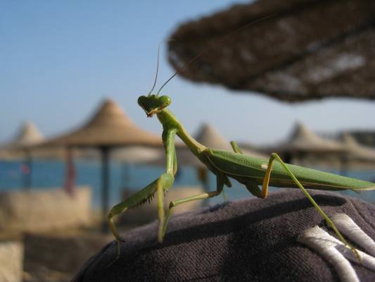 �������, ����� ��������, ��� ������