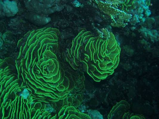 ���������� ����-��������� -- ������� ���� ������!