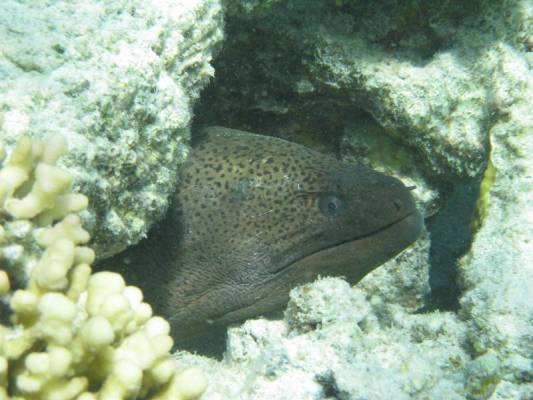 ����� ���������� ������