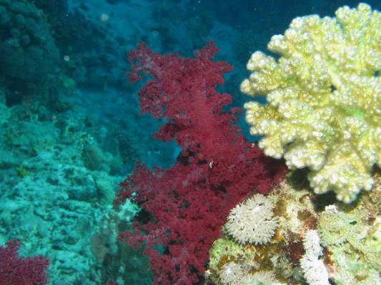 ������������ �����������