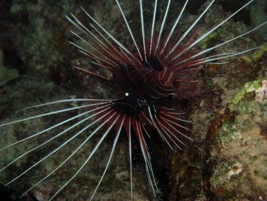 ����� ������, ��������, ���������� �������� ��������...