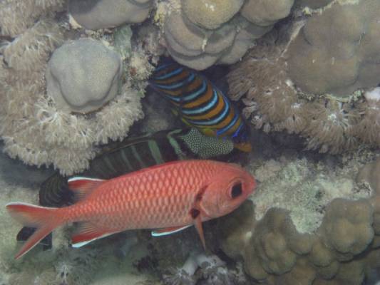 ������ ������