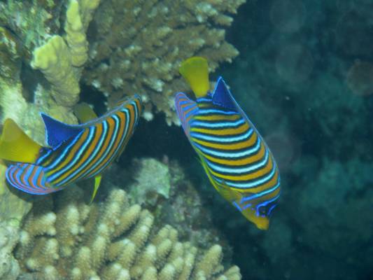 ����������� ������