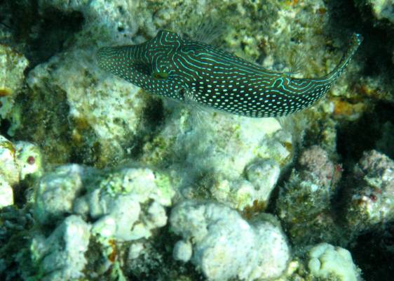 ��������� ��������