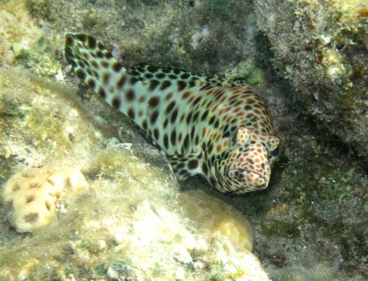 ������ ������� ��������