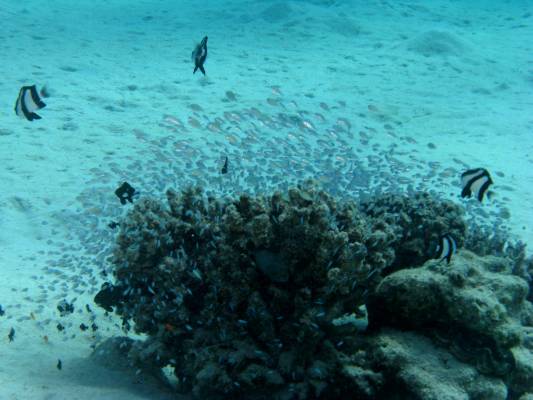 ���� ������� �� ����������� �����