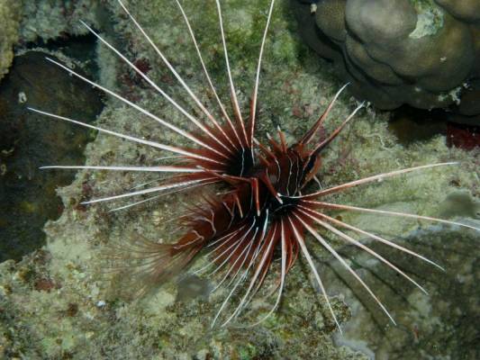 �������� �������� �� ���� �����