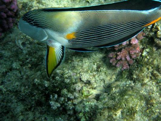 ������-�����