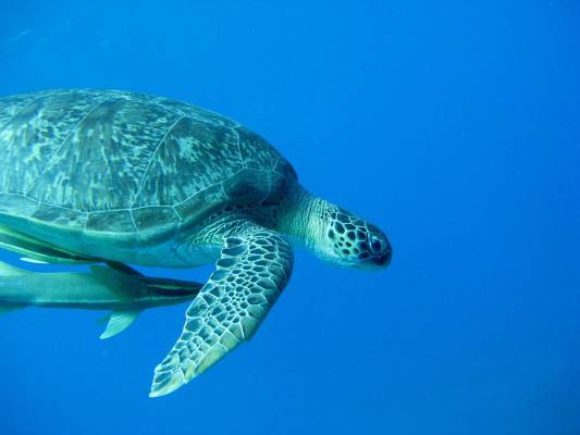 ����� ��� ����?