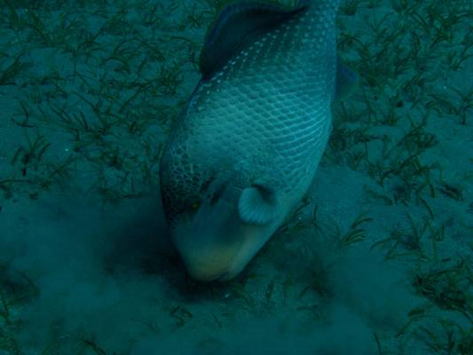 �������� ����������� �������������