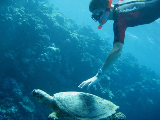 ���� ������ �����������