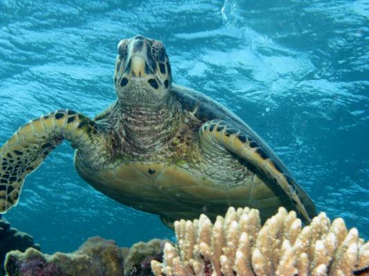 ���������� �������