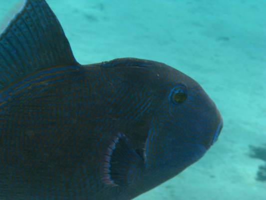 �������������         � ��������