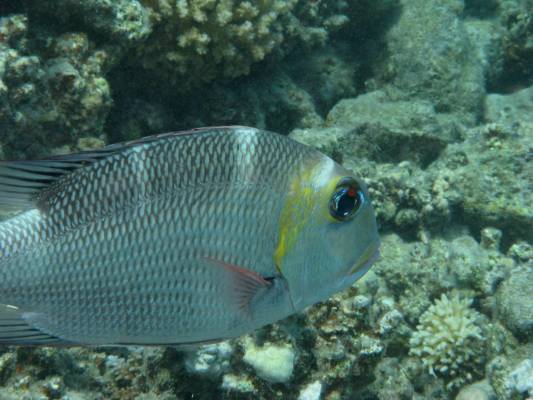 ������������ ��������, �� �� -- ������������ ��������� (����)