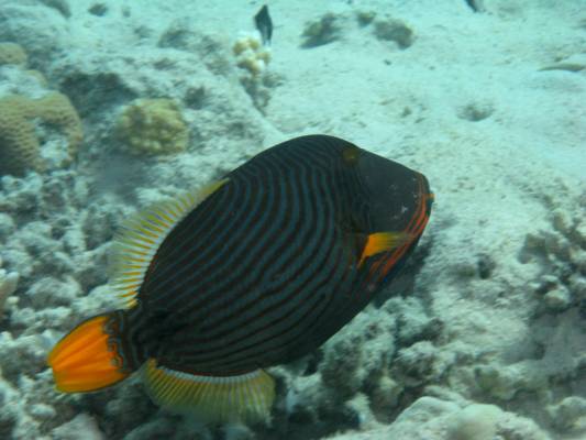 ������ ��������������� ��������