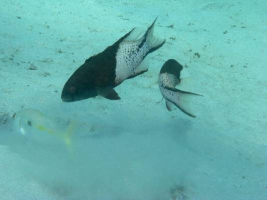 ���� ����������� ��������