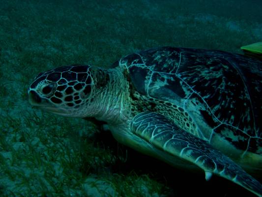 ���� ������� ����