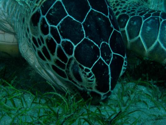 ����� ��� ������������