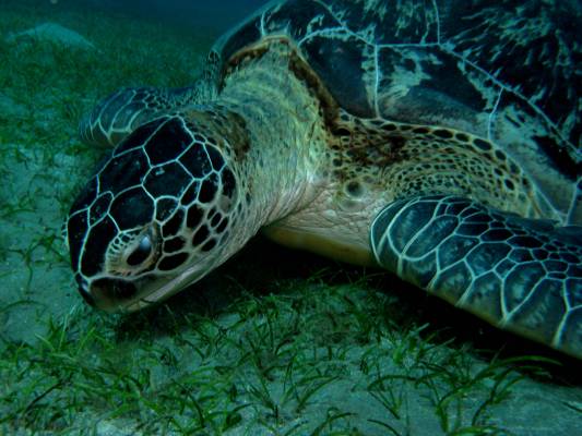 �������� �� ������