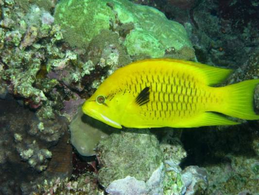 ������� ������������ ������