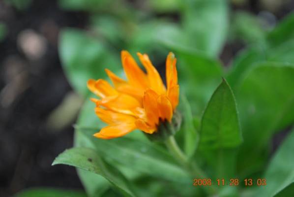 ������� �����