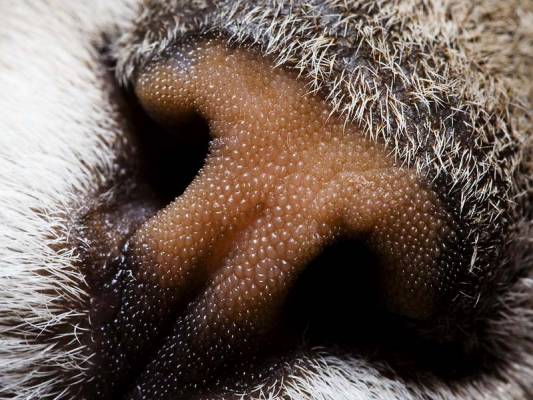 ����� �������� ��������� ������