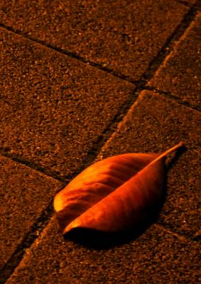 ������� ������ �����