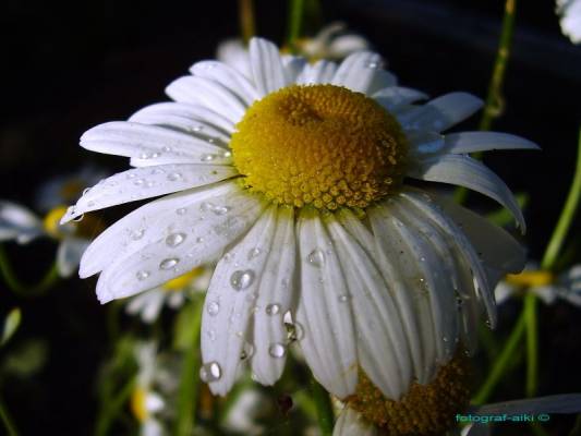 ����� �������...