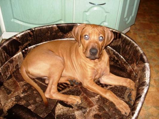 �������� ������(4���)