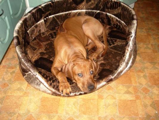 �������� ������(4���)