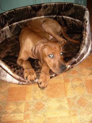 �������� ������(4���)