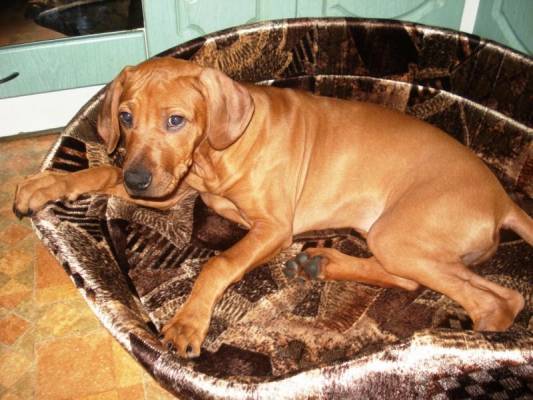 ������ ��������(4���)