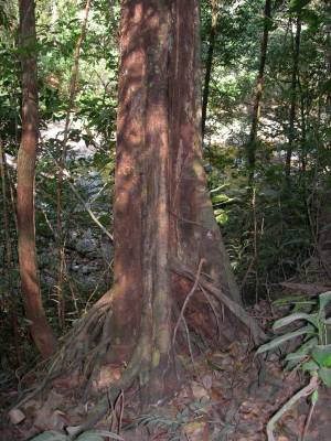 ������� �����