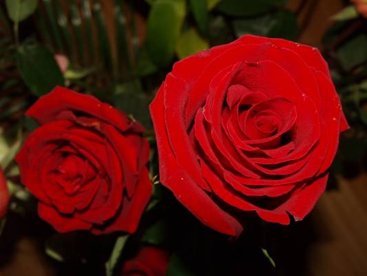 ROSES