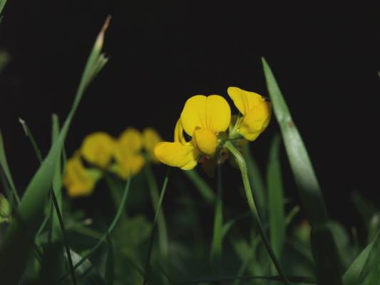 the yellow one