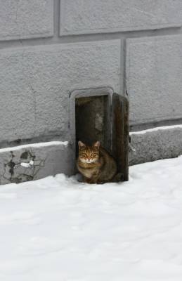 ���� ����� 