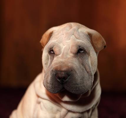 ����� ������